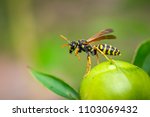Paper Wasp Cleaning Up On A...