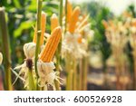 Corn Field On Crop Plant For...