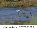 Small photo of A Great White Egret eating a tadpole at Shiawassee National Wildlife Refuge, near Saginaw, Michigan.