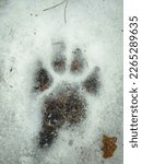 Small photo of Textured black pawprint with visible traces of claws of a big dog in white snow with visible green grass under ice surface