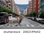 Wild Animal Lion In Downtown Of ...