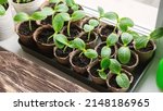 Small photo of Rows of pumpkin seedlings in peat pots on a windowsill at home, top view, selective focus. Spring landing, cotyledon leaves, natural gardening, eco, plant care, organic product, family tradition