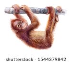 Orangutan Baby. Realistic Red...