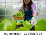 Woman farmer holding a basket of fresh vegetable salad and checking vegetable for finding pest in an organic farm in a greenhouse garden, Concept of agriculture organic for health, Vegan food.