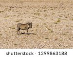A Warthog In Desert Of Namibia