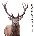 Small photo of Mature Red Deer Stag isolated on white.