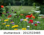 Variety of colourful wild flowers including corn marigold and poppies growing in the grass in Pinn Meadows conservation area, Eastcote, Hillingdon, in the London suburbs, UK. 