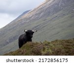 Black Haired Longhorn Highland...