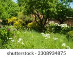 Small photo of Nature takeover in a bedhead garden: white cow parsley and other meadow flowers grow outside the historical walled garden near Long Meadow at Eastcote House Gardens, Eastcote Hillingdon, UK.