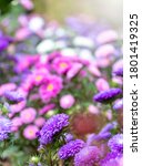 Small photo of close up of beautiful flowers Callistephus chinensis or Callistephus or China aster and annual aster in pink and violet colors blomming in the garden in summer season.