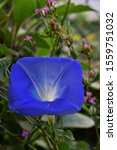 Small photo of Blue flower morning-glory dicey shape