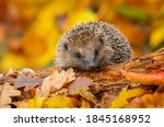 Hedgehog in autumn  wild  free...