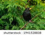 Blackbird  Scientific Name ...
