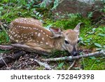 Small Deer Fawn Lying Down In...