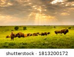 These impressive american bison ...