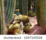 Cactus botany at YSL house in morocco.
