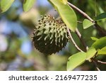 Soursop  Or Prickly Annona Is A ...