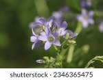 Small photo of Sweden. Campanula lactiflora, the milky bellflower, is a species of flowering plant in the genus Campanula of the family Campanulaceae, native to Turkey and the Caucasus.