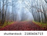 Small photo of A trail of red autumn leaves in a misty autumn forest. Misty autumn forest trails. Red autumn in misty forest. Morning fog in autumn forest