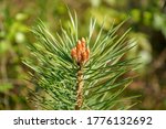 Close Up Of A Scots Pine Flower ...