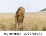 Portrait Of A Male Lion In...