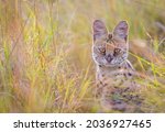 Portrait Of A A Serval Cat In...