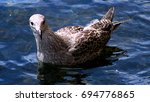 Young Herring Gull With A...