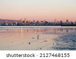 Seagull seen wading at low tide in the West Point Grey neighbourhood, with other birds and the cityscape in soft focus background at sunset, Vancouver, British Columbia, Canada