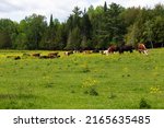 Hereford cows and other cattle resting and grazing in field in spring on route 247, Stanstead, Quebec, Canada