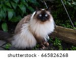 Chocolate point doll-faced himalayan cat with striking light blue eyes sitting in garden staring intently