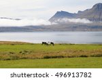 Icelandic landscape with two reindeer