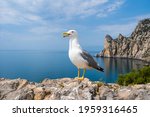 Seagull On The Background Of...