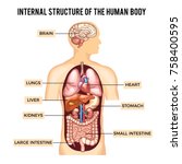 Human Body And Organs Systems....