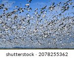 Large Flock Of Snow Geese...