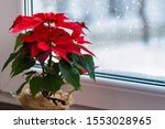Red Poinsettia  A Traditional...