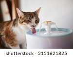 Pet water dispenser with...