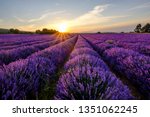 Lavender field in Provence, Mont Ventoux in the background. Sunset.