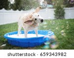 Yellow Lab Dog Shaking Water In ...