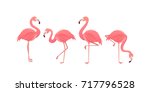 Flamingo Bird Illustration...