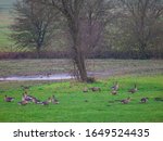 Small photo of View from the window in winter on the island of Usedom. Wild geese, greylag geese feel free and unobserved