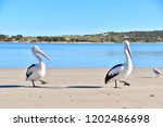 Wild Pelicans Walking On The...