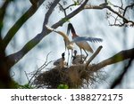 Small photo of Jabiru stork family eating: chicks (babies) being fed by their parents, specie also known as "hapless suitor", its scientific name is Jabiru mycteria.