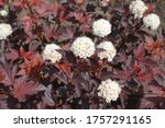 Maroon red leaved and white flowers of Physocarpus opulifolius in May