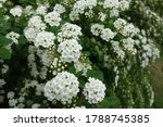 Close View Of White Flowers Of...