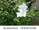 Two Pure White Flowers Of...