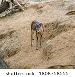 Mouflon. Wild Sheep Walk In The ...