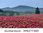 Summer field. Blooming landscape with crimson clover.  Spring background. 