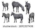 Zebra animal photo set isolated ...