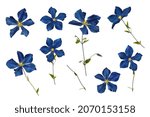 Blue garden flowers. clip art...