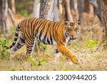 Indian tiger from kabini...